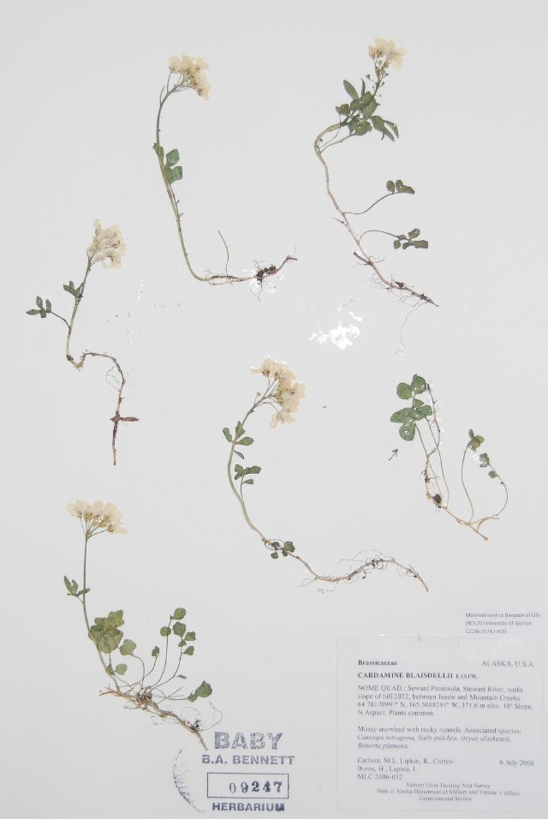 Cardamine blaisdellii