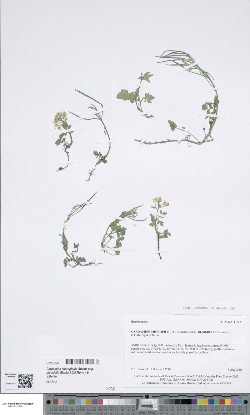 Cardamine blaisdellii photo 2
