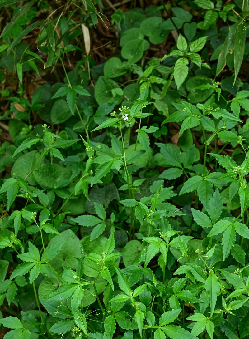 Cardamine bodinieri