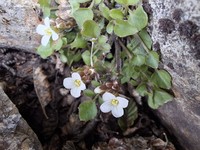 Cardamine bonariensis
