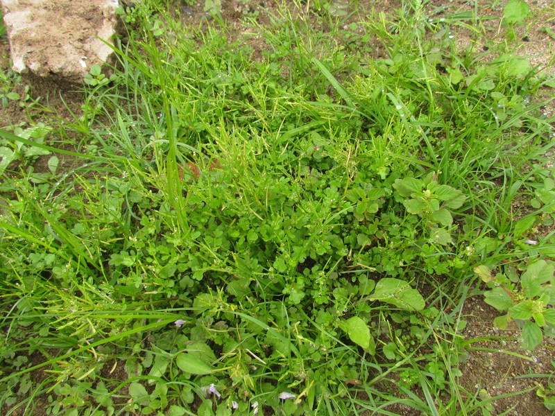Cardamine bonariensis photo 2