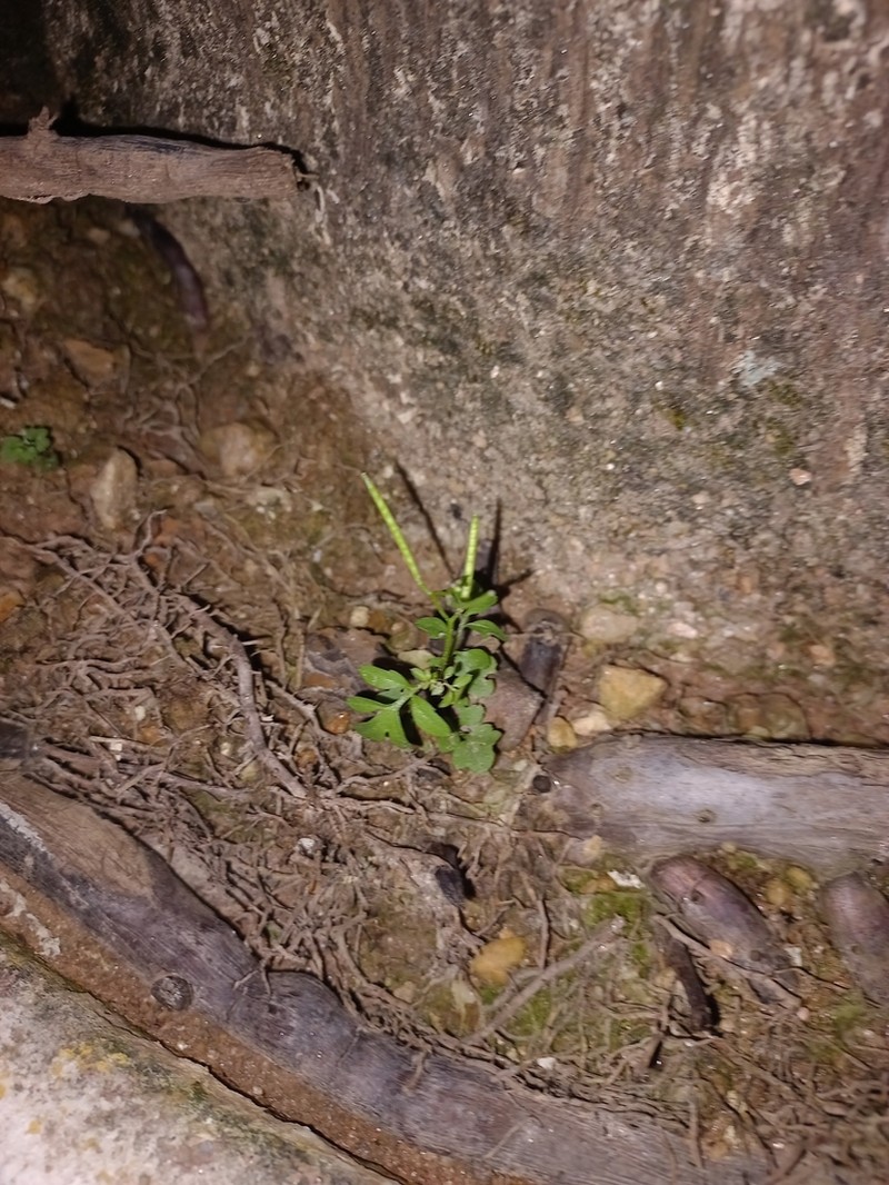 Cardamine bonariensis photo 3