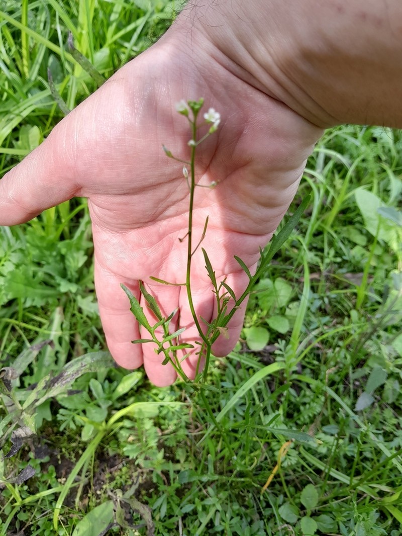 Cardamine bonariensis photo 4