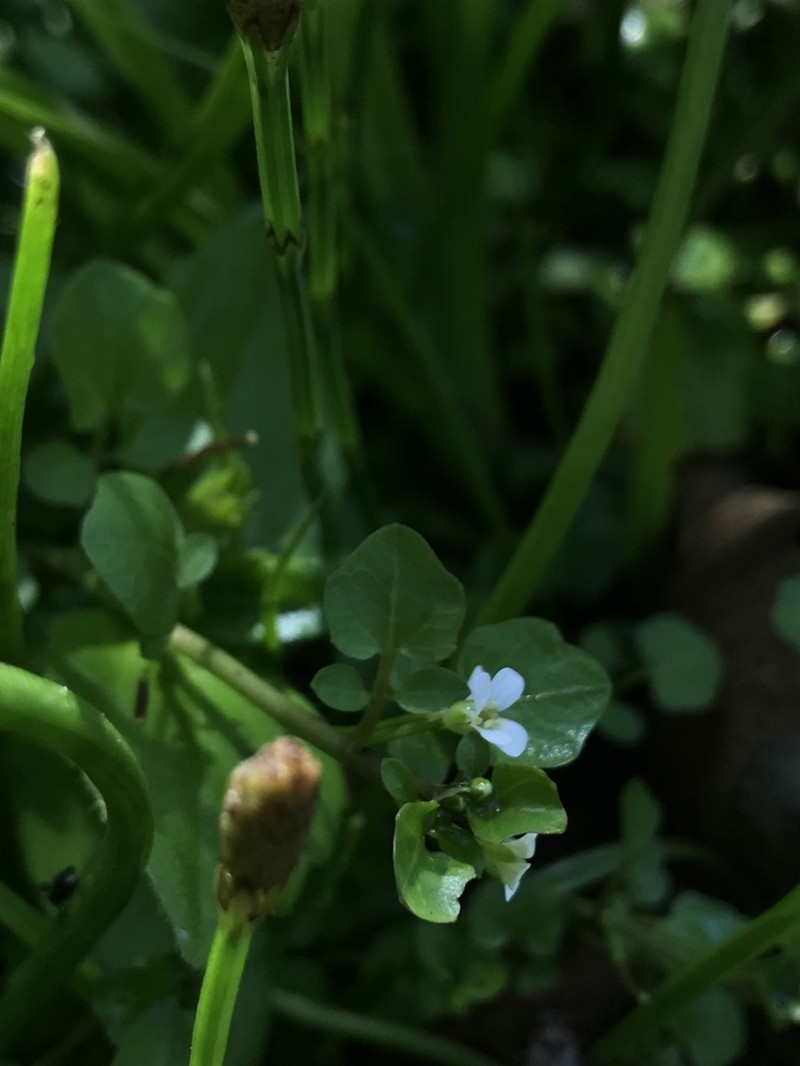 Cardamine bonariensis photo 5