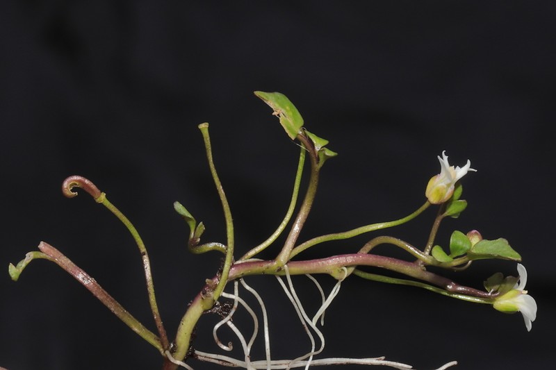 Cardamine bonariensis photo 6