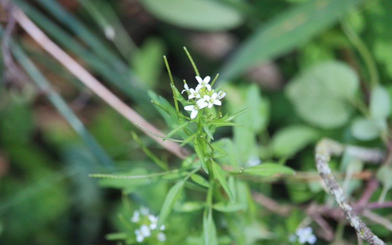 Cardamine bonariensis photo 7