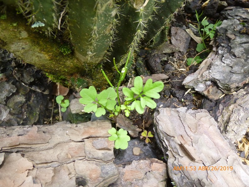 Cardamine bonariensis photo 8