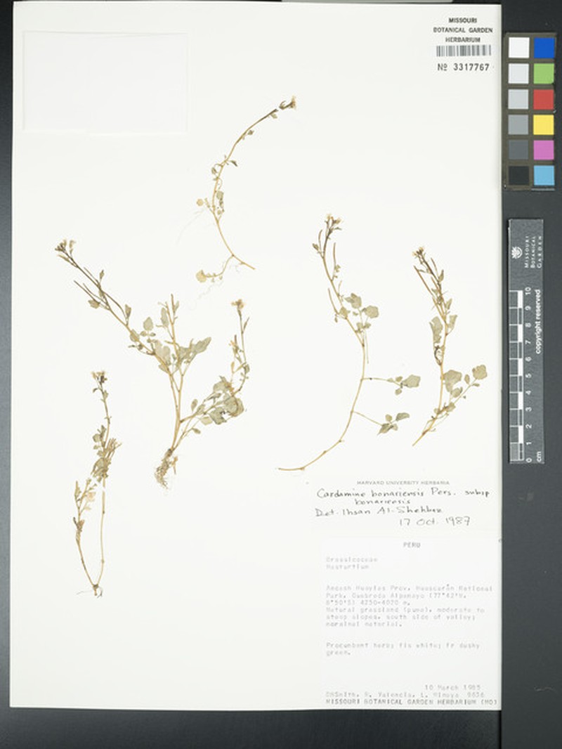 Cardamine bonariensis subsp. bonariensis