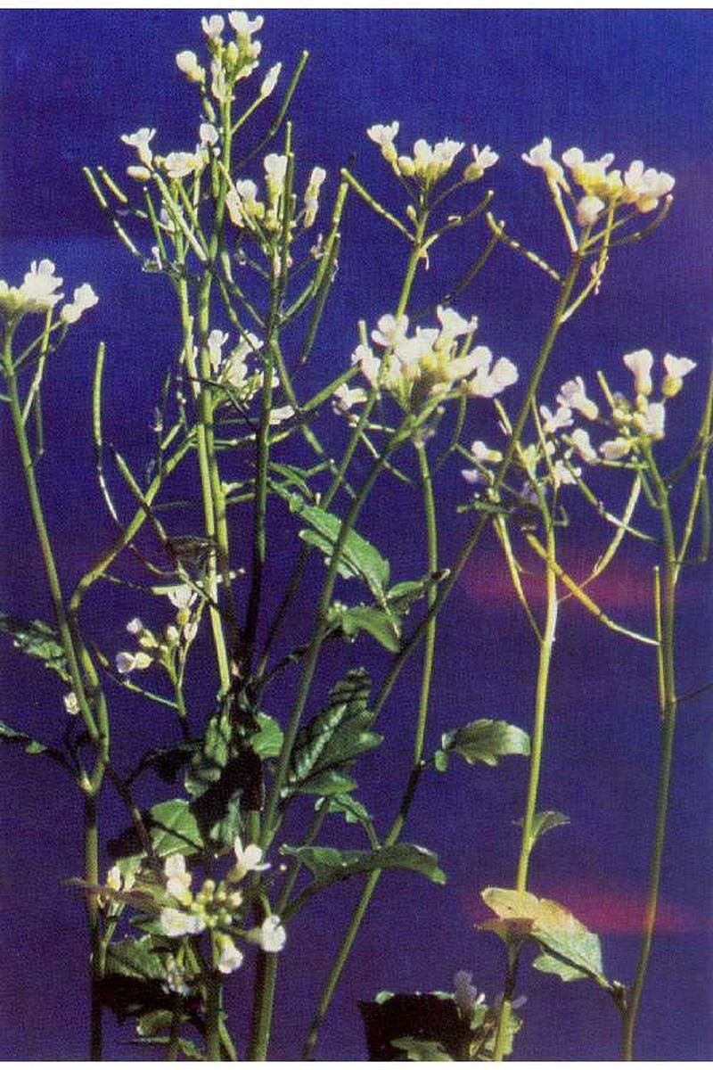 Brewer's Bittercress