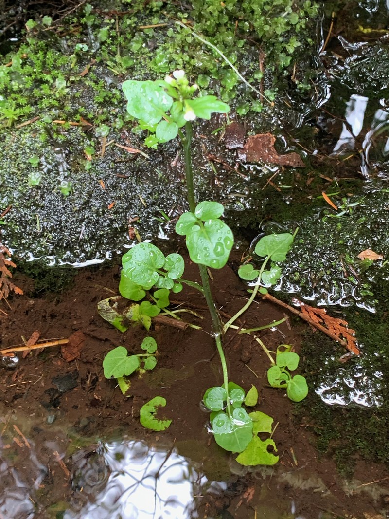 Brewer's Bittercress photo 2