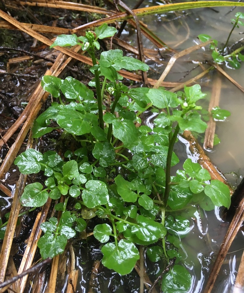 Brewer's Bittercress photo 3