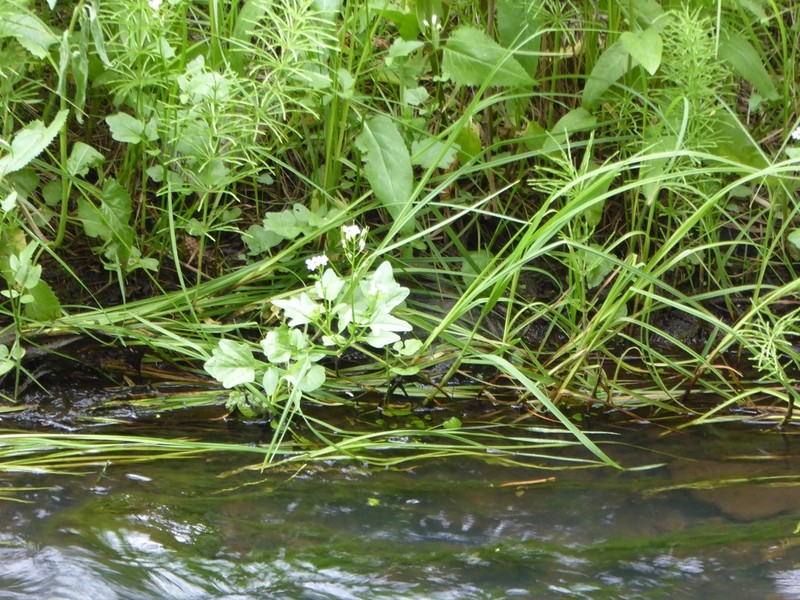 Brewer's Bittercress photo 5