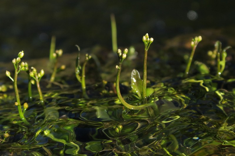 Brewer's Bittercress photo 6