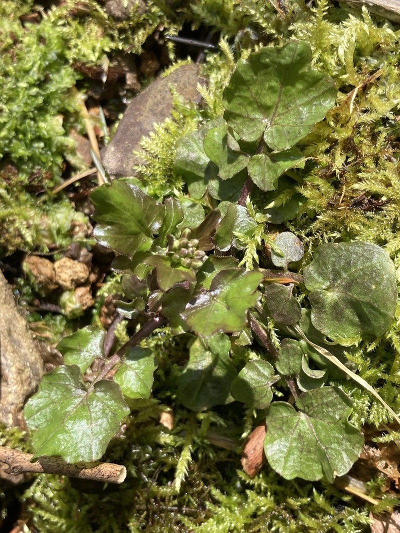 Brewer's Bittercress photo 7