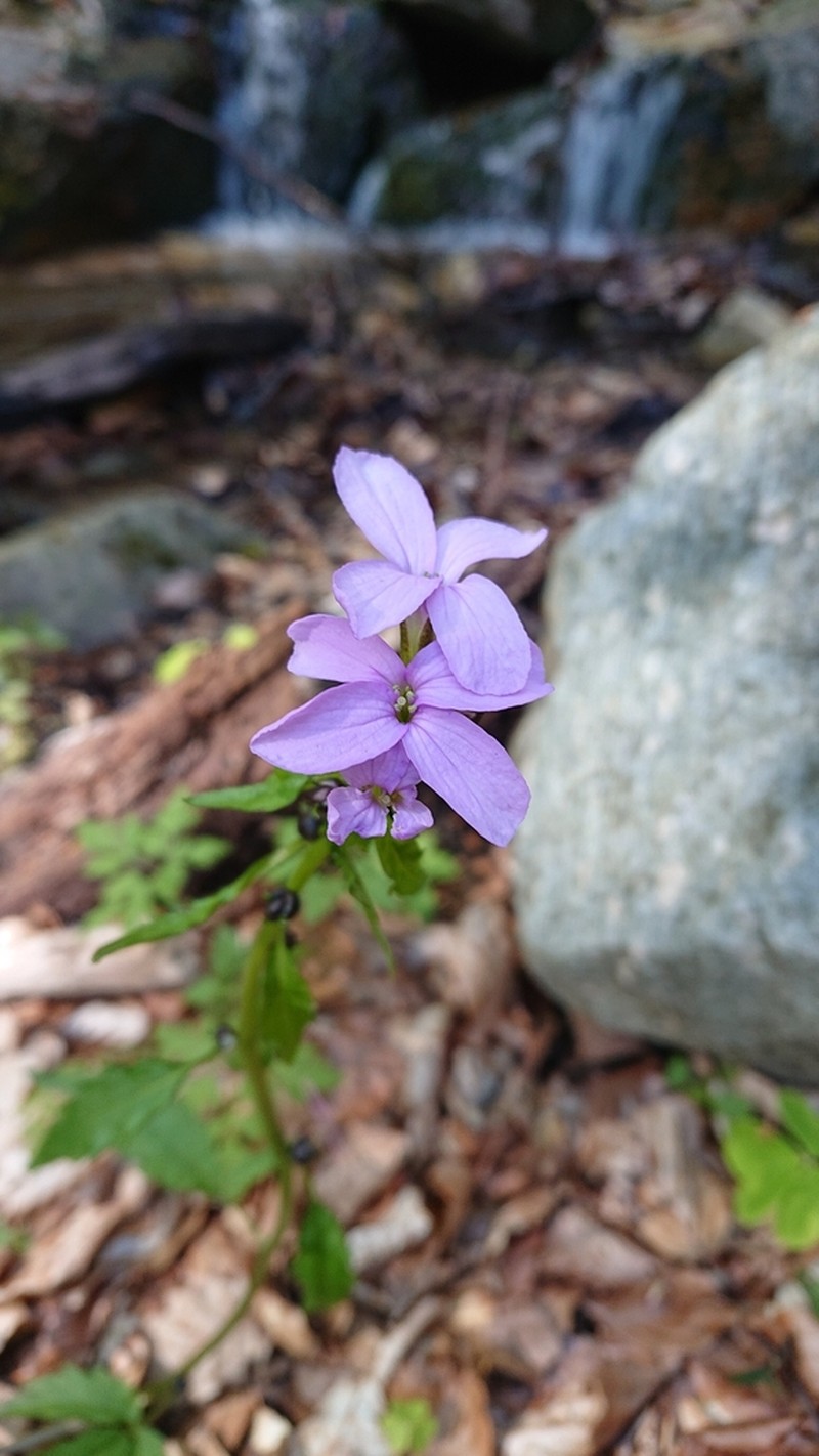 Coralroot Bittercress