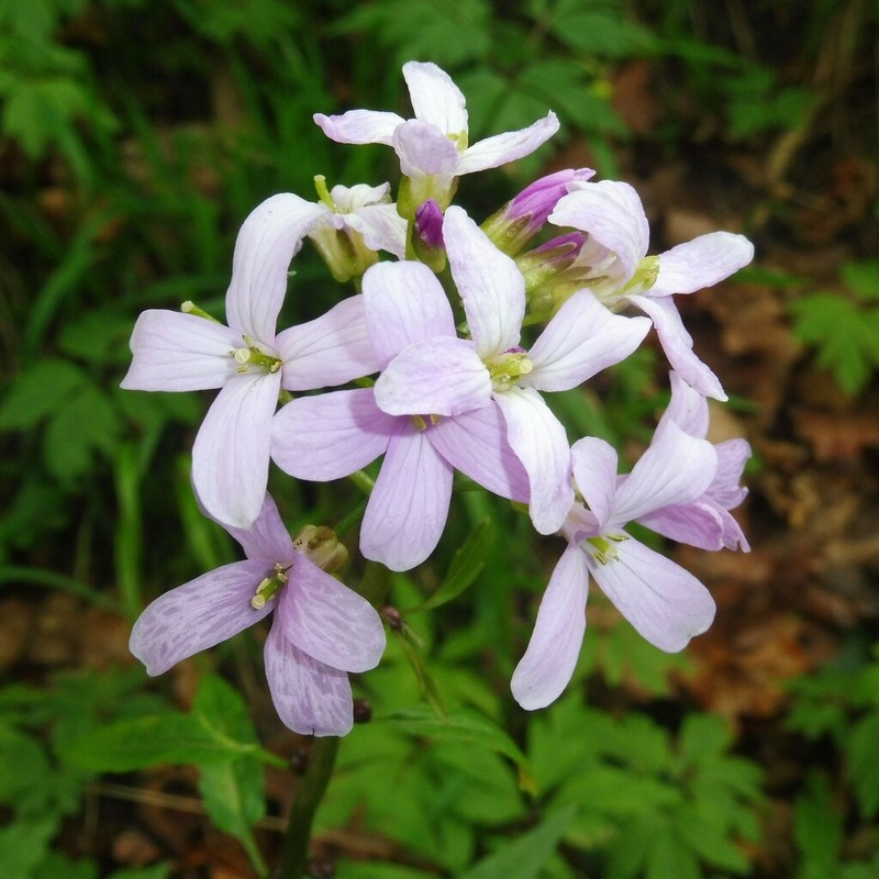 Coralroot Bittercress photo 3