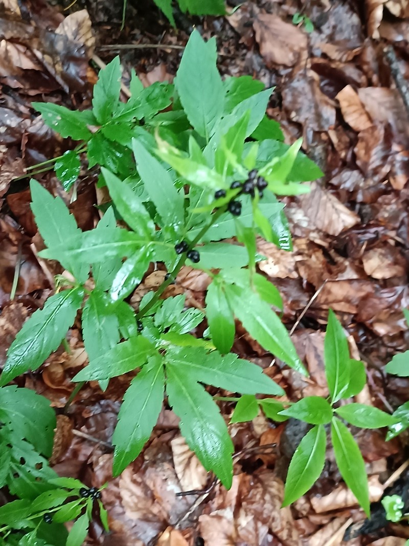 Coralroot Bittercress photo 7