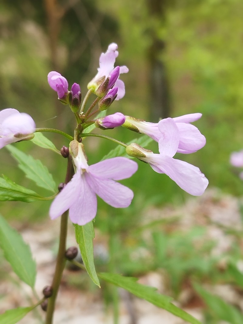 Coralroot Bittercress photo 8