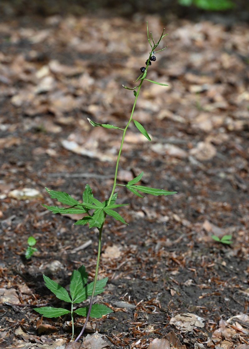 Coralroot Bittercress photo 3