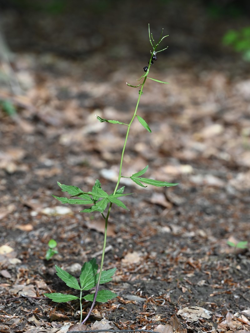 Coralroot Bittercress photo 4