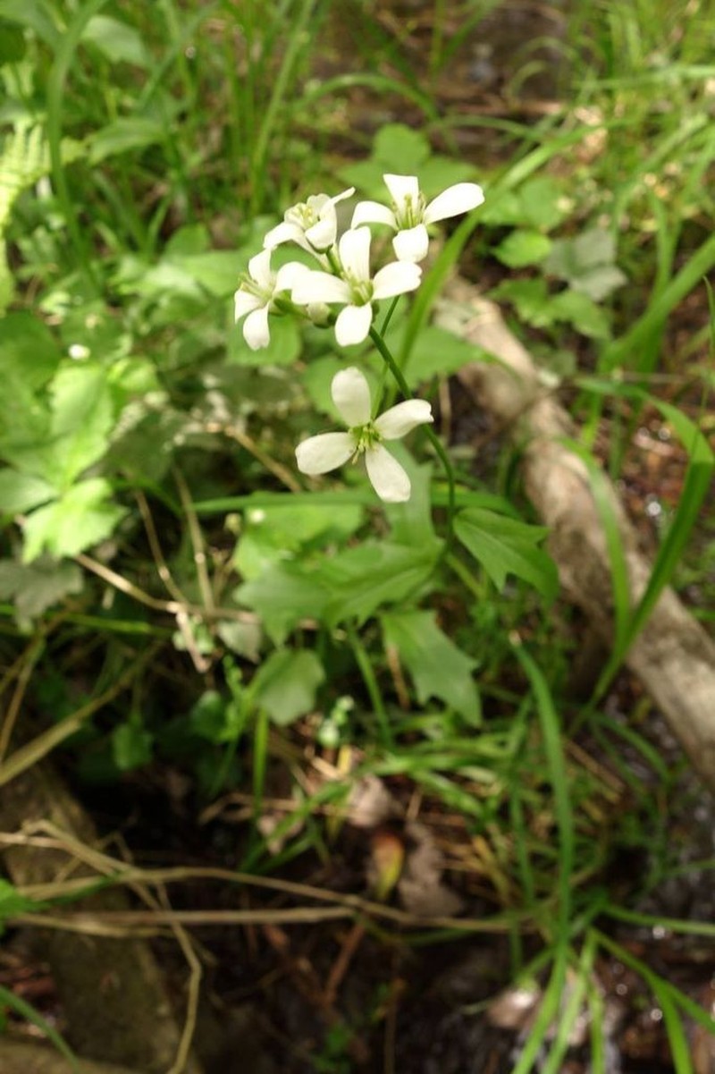 Bulbous Bittercress photo 2