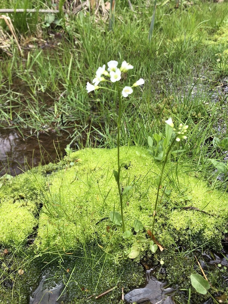 Bulbous Bittercress photo 3
