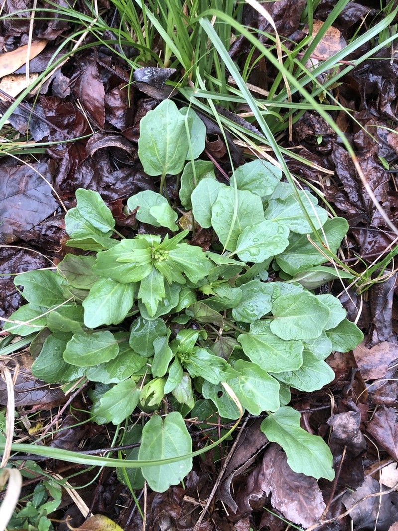 Bulbous Bittercress photo 6