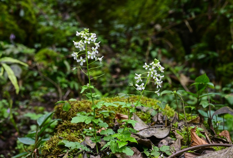 Cardamine calcicola