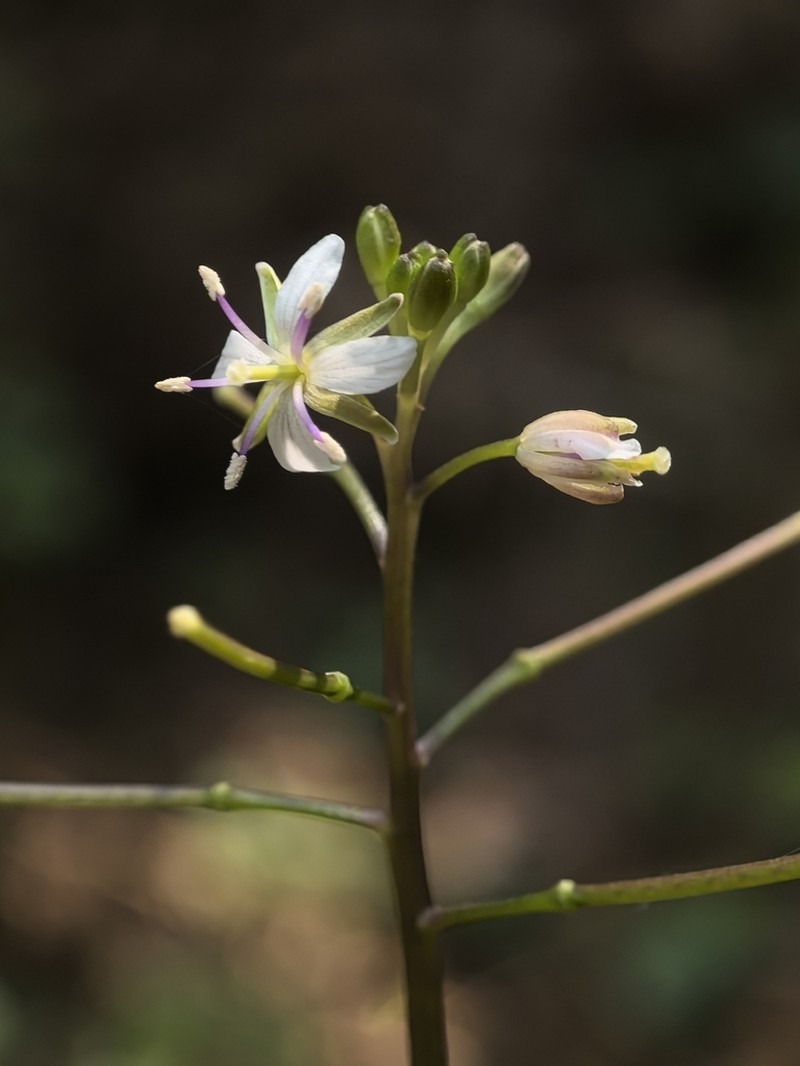 Cardamine calcicola photo 2