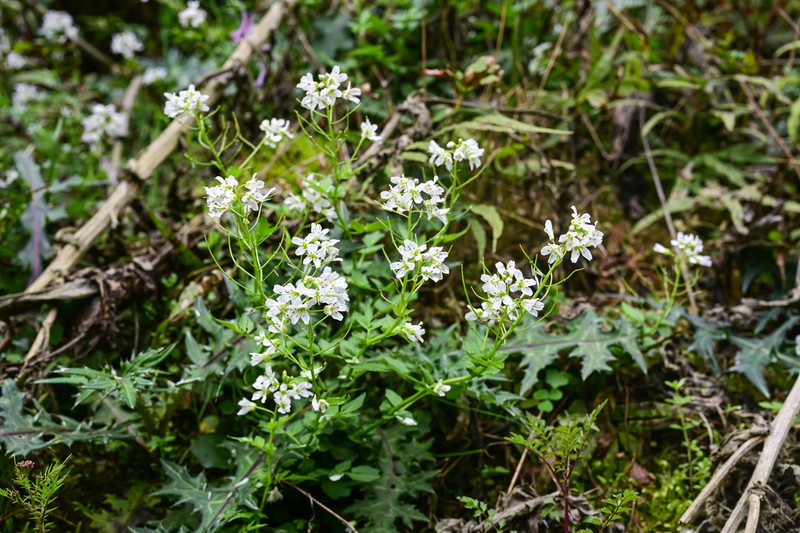 Cardamine calcicola photo 3