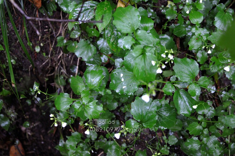 Cardamine calcicola photo 4