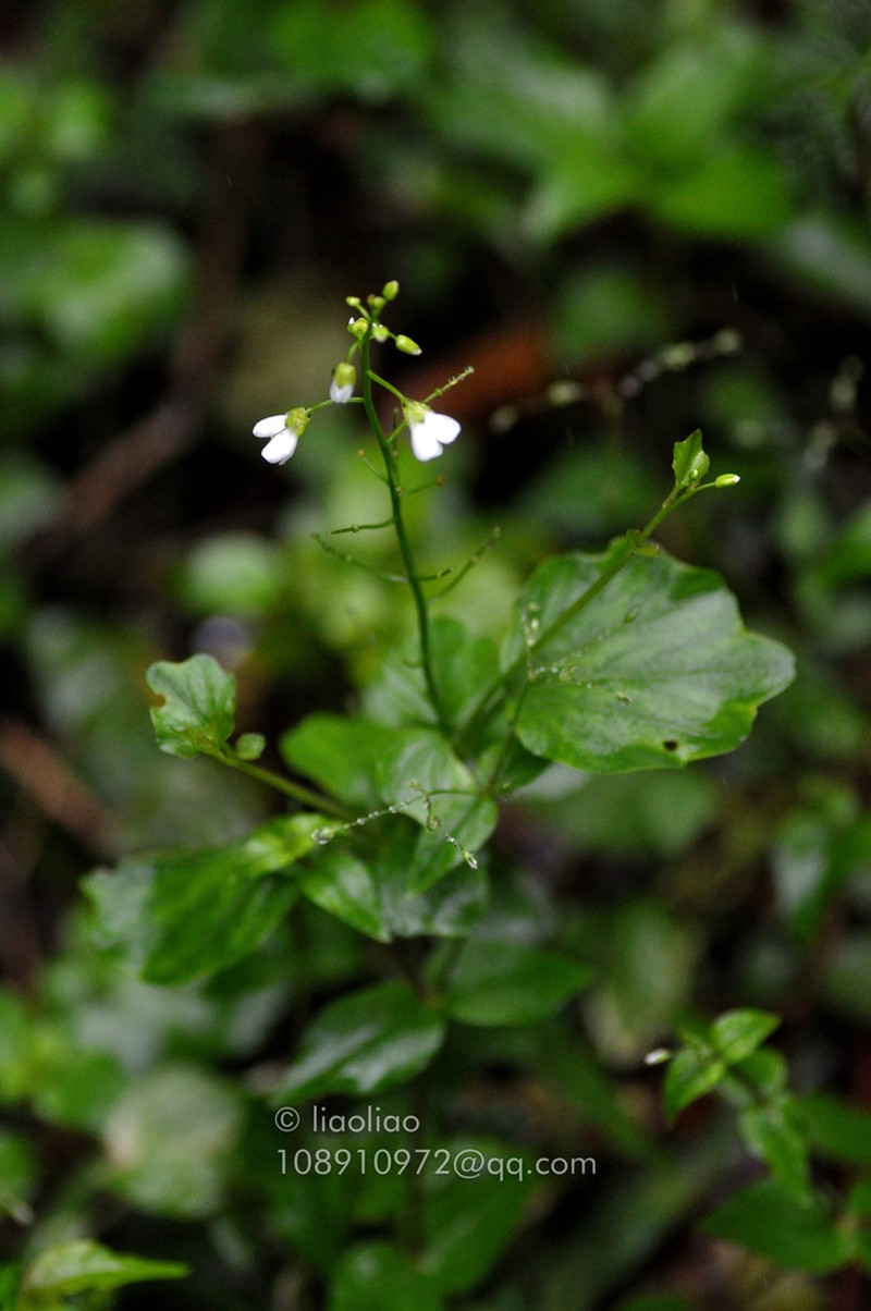 Cardamine calcicola photo 5