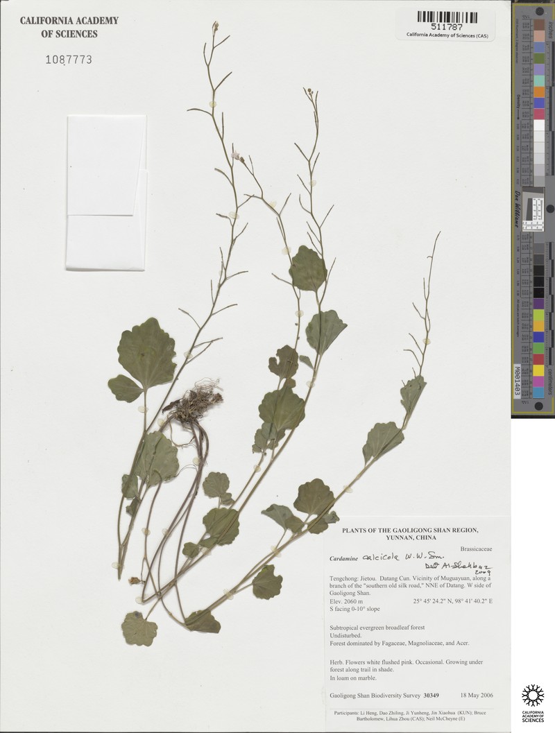 Cardamine calcicola photo 6