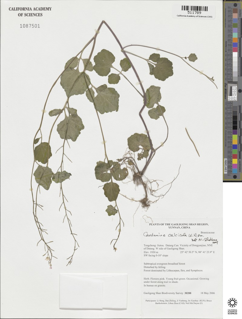 Cardamine calcicola photo 7