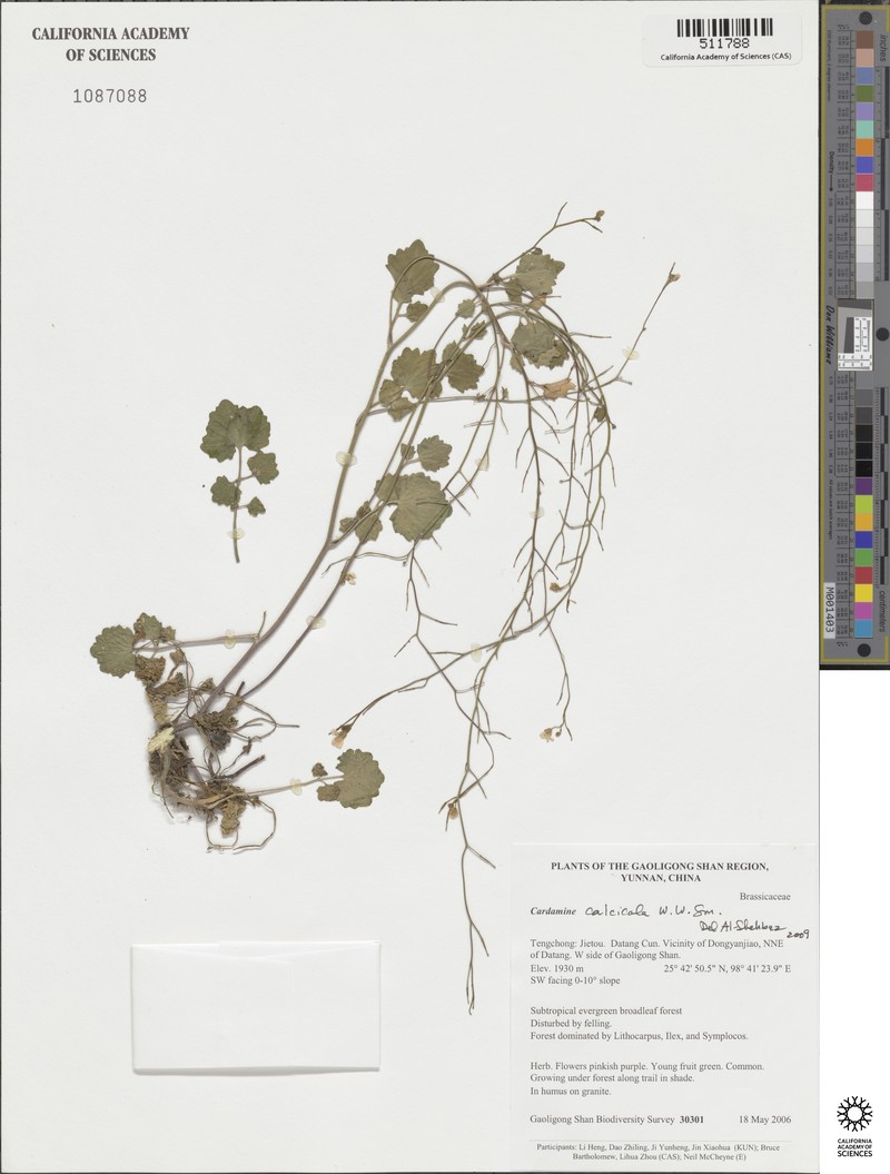 Cardamine calcicola photo 8