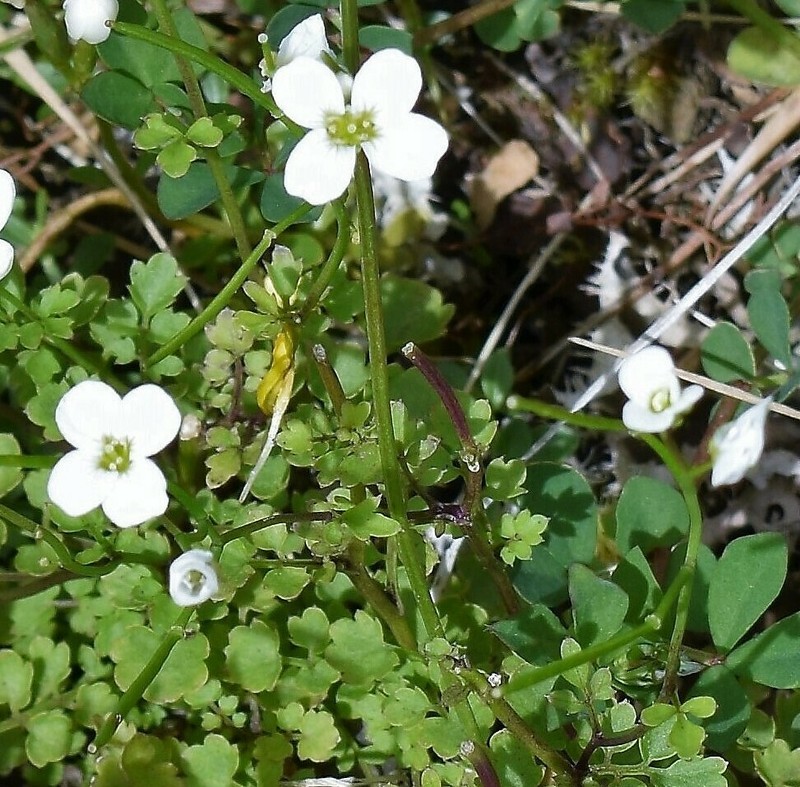 Cardamine caldeirarum