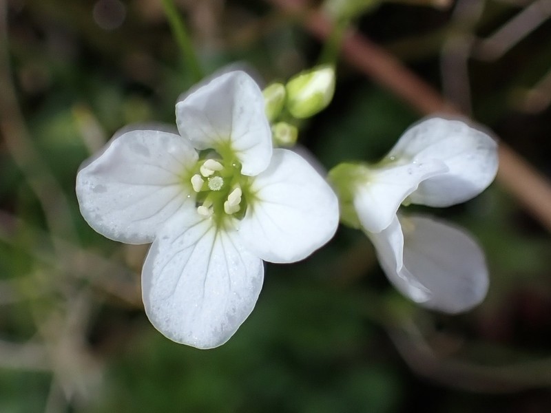 Cardamine caldeirarum photo 2