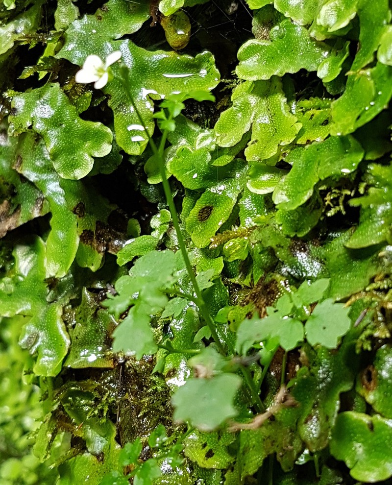 Cardamine caldeirarum photo 3