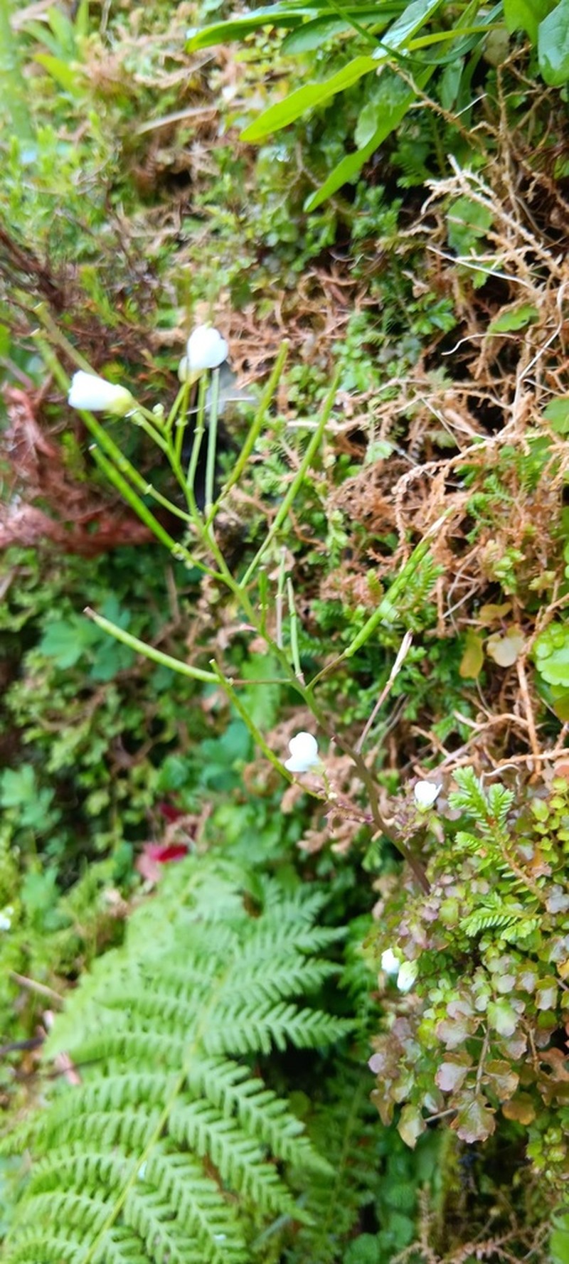 Cardamine caldeirarum photo 4