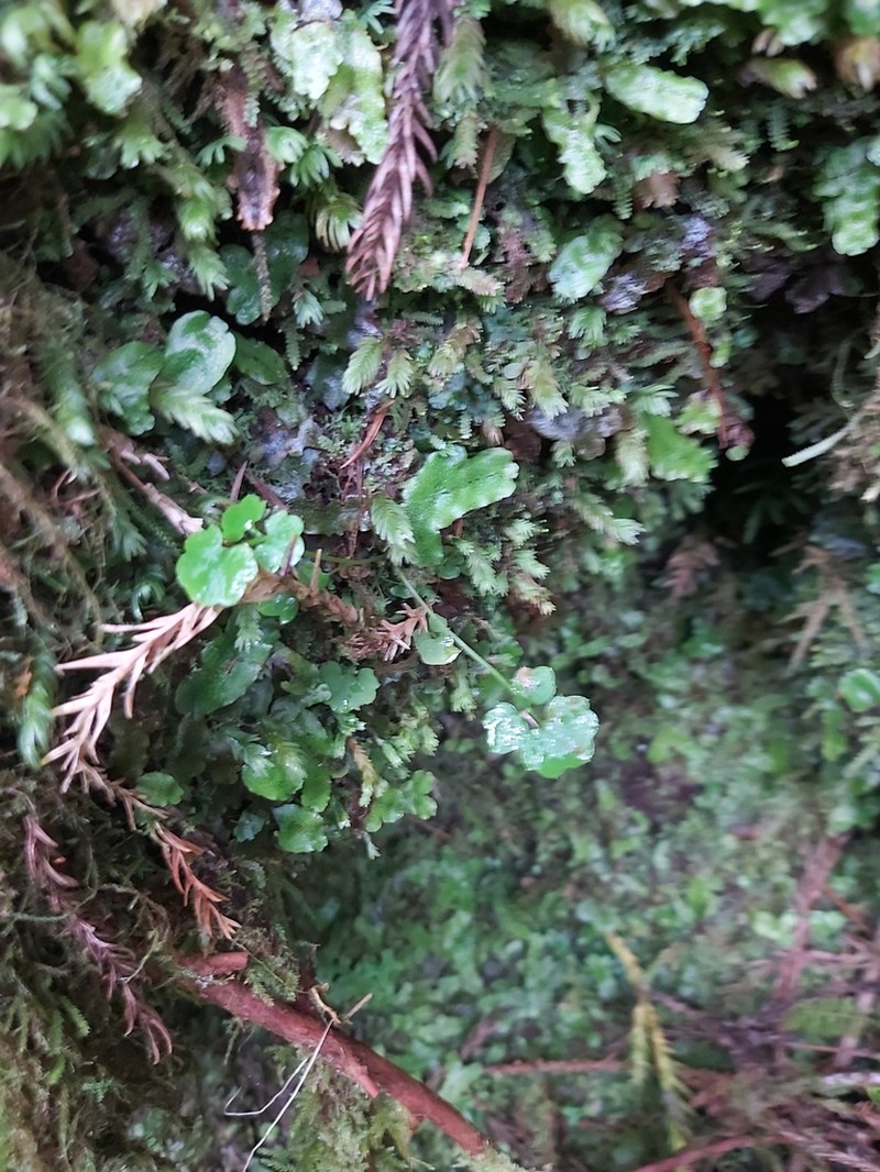 Cardamine caldeirarum photo 5