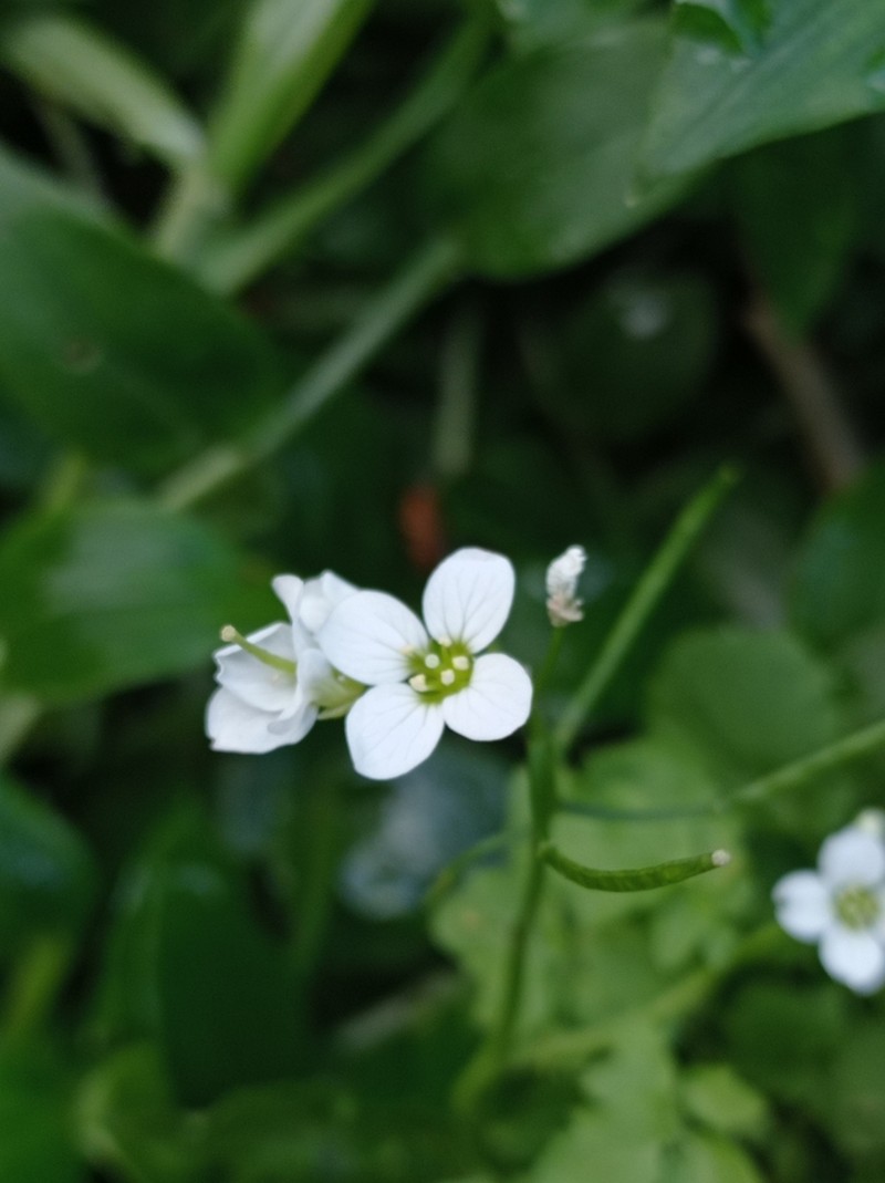 Cardamine caldeirarum photo 6