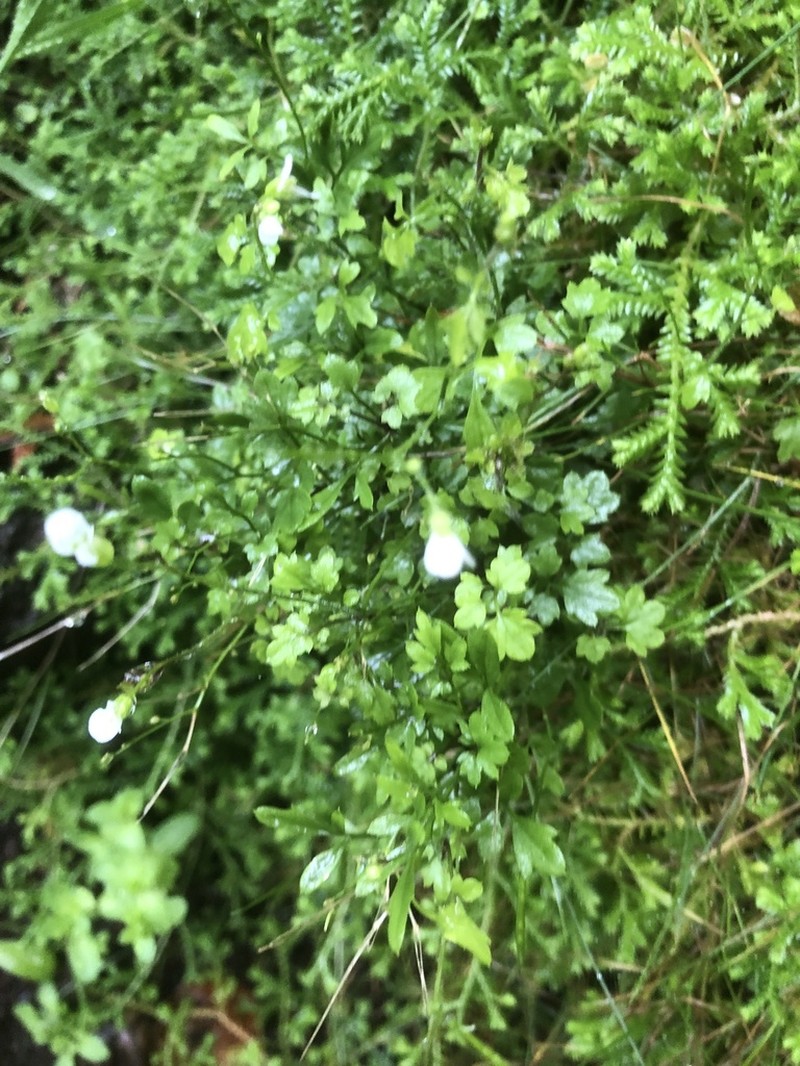 Cardamine caldeirarum photo 7
