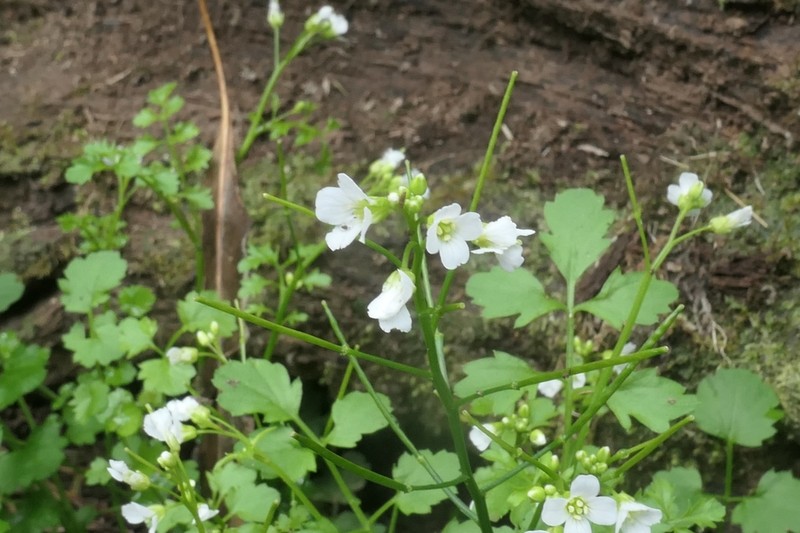 Cardamine caldeirarum photo 8