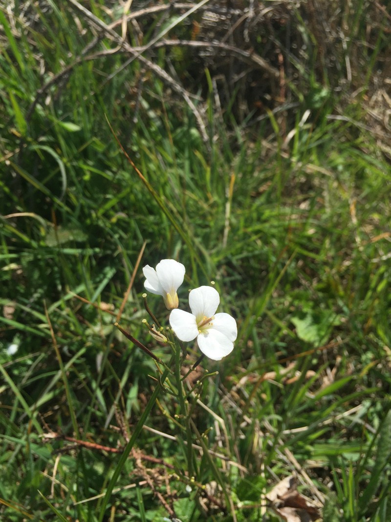 Milkmaids photo 5
