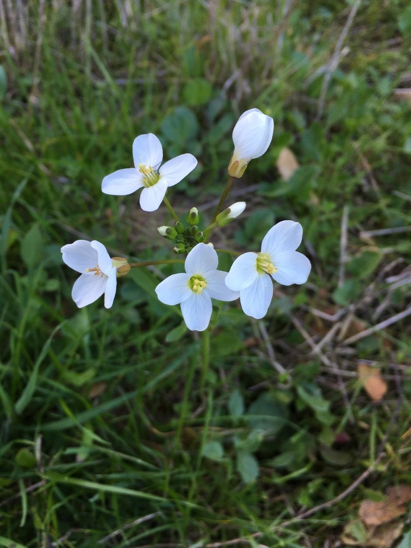 Milkmaids photo 7