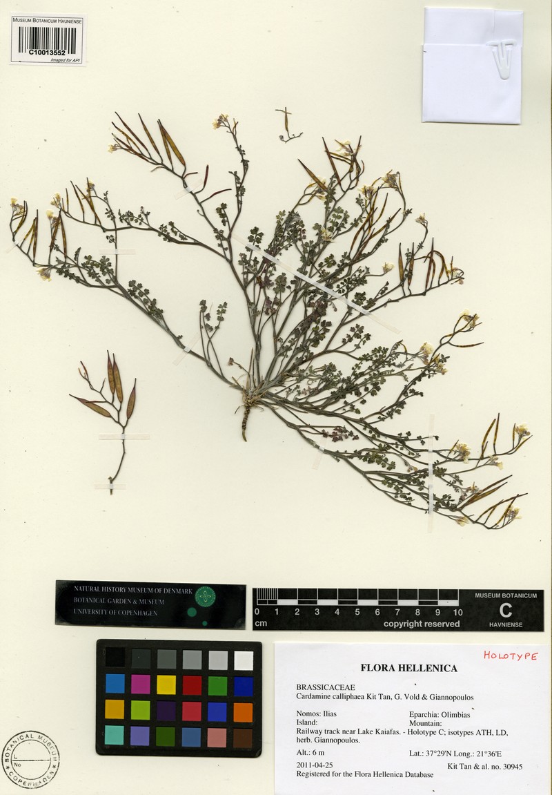 Cardamine calliphaea
