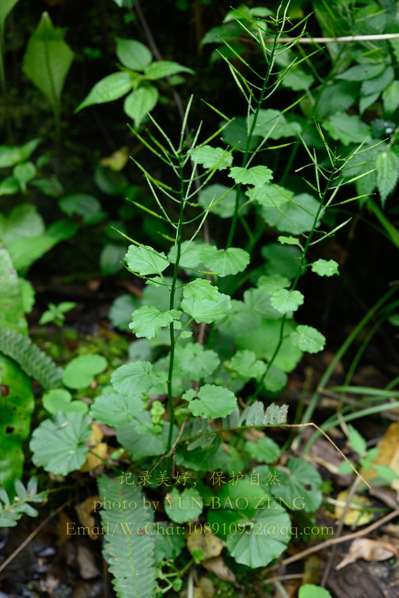 Cardamine calthifolia