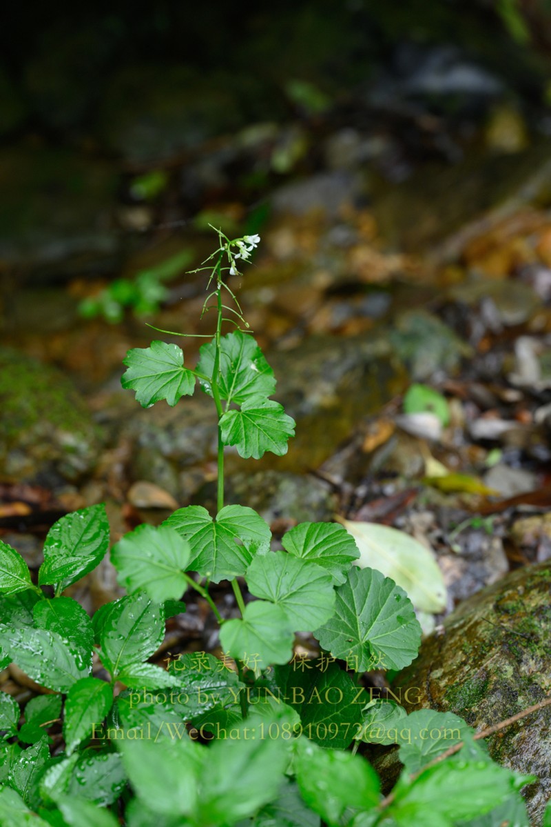 Cardamine calthifolia photo 2