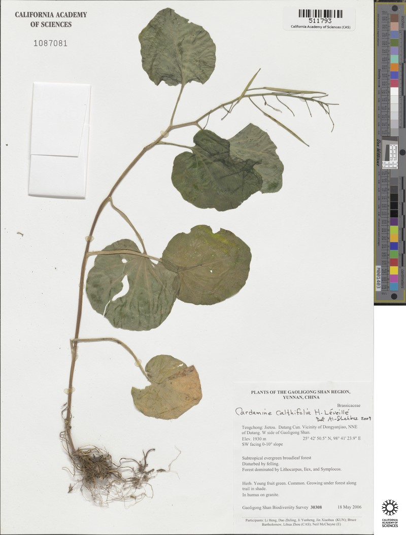 Cardamine calthifolia photo 3