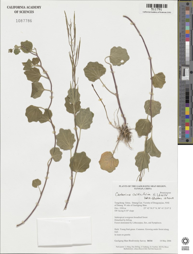 Cardamine calthifolia photo 4